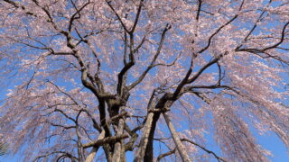 桜開花データ分析(南信州)