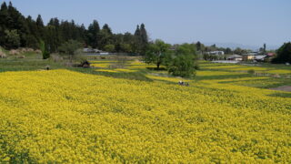 アルプスあづみの公園_ナノハナ畑_棚田