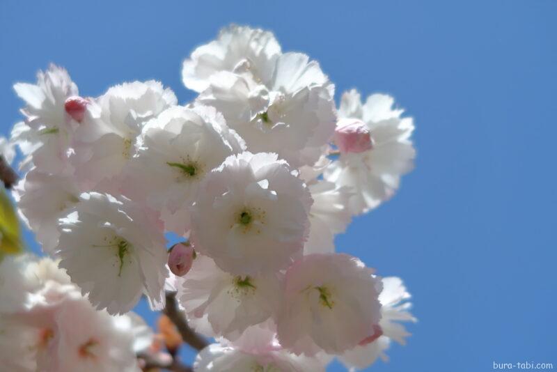 アルプスあづみの公園_チューリップ畑_八重桜