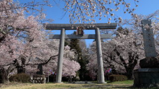 伊那公園（桜）_鳥居