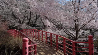 春日公園(桜)_本丸橋
