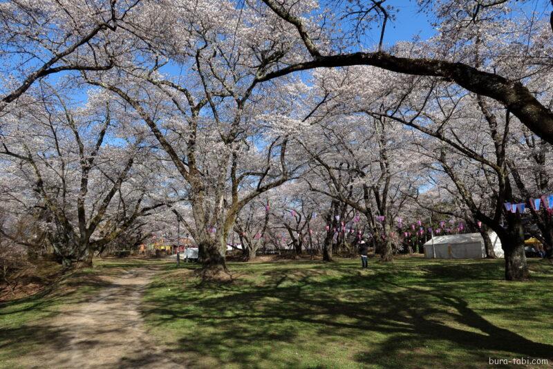 春日公園（桜）_二の丸