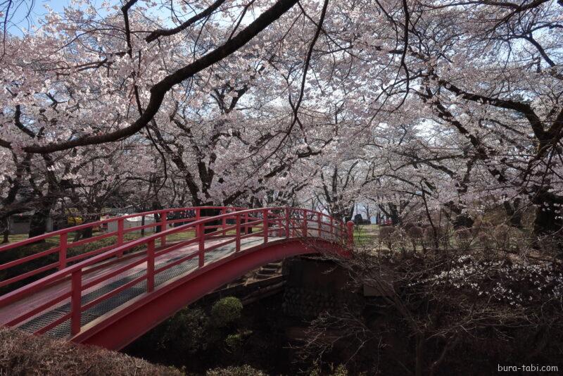 春日公園（桜）_三の丸橋