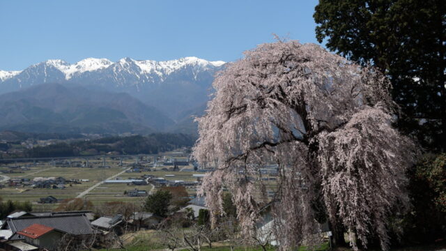 吉瀬のしだれ桜_中央アルプス