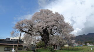 中曽根のエドヒガン(権現桜)