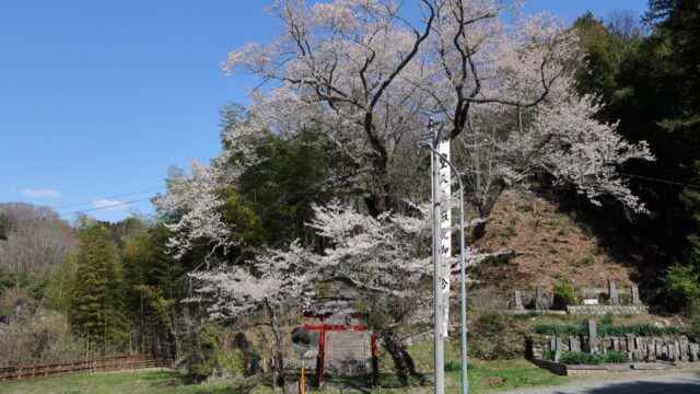 西ノ宮の桜