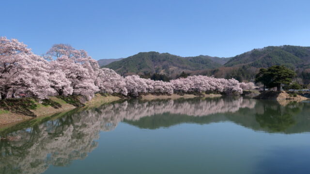 六道の堤（桜）