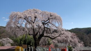 笹見平のしだれ桜