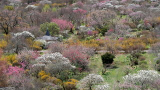 信州伊那梅苑_展望タワー