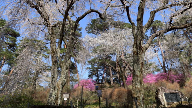 天龍峡梶山夫婦桜