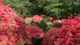 春日公園(ツツジ)
