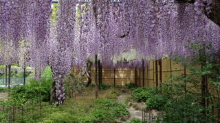 徳運寺（藤）_藤棚