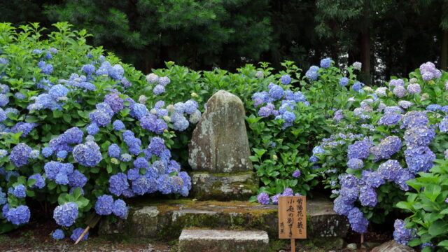 弘長寺(あじさい)_石碑
