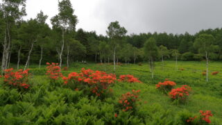 入笠山_入笠湿原