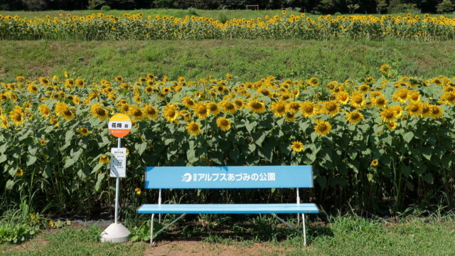 アルプスあづみの公園_ヒマワリ畑_停留所