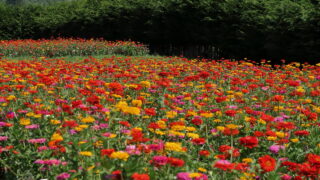 アルプスあづみの公園_ジニア畑_花畑