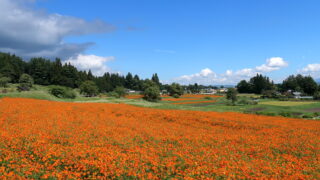 アルプスあづみの公園_キバナコスモス畑_棚田