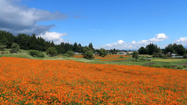 アルプスあづみの公園_キバナコスモス畑_棚田
