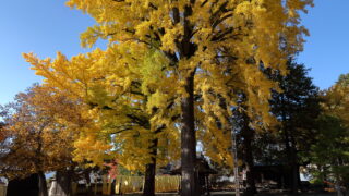 仏法紹隆寺(紅葉)_仏法寺のイチョウ
