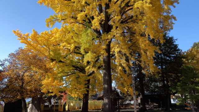 仏法紹隆寺(紅葉)_仏法寺のイチョウ