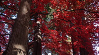 長円寺（紅葉）_杉並木参道