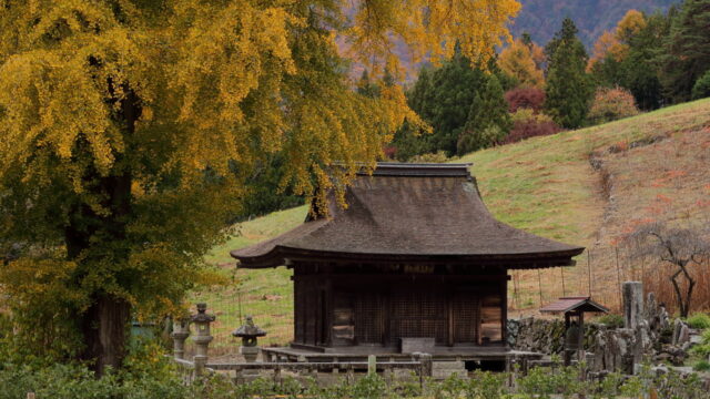 福徳寺のイチョウ_本堂