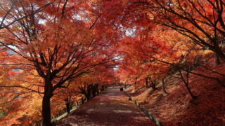 もみじ湖(紅葉)_もみじのトンネル
