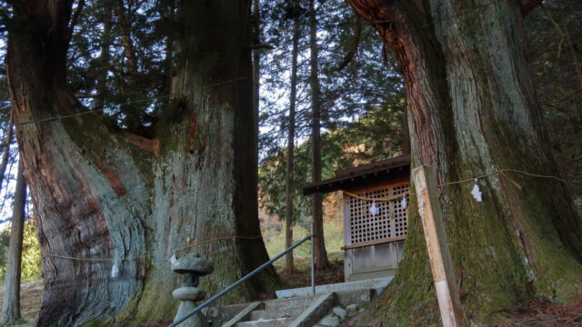 神明神社のスギ