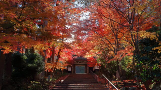 定勝寺(紅葉)_山門