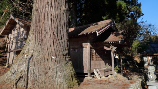 早稲田神社の大杉