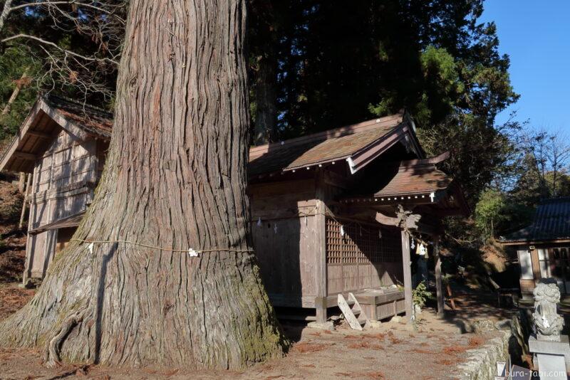 早稲田神社の大杉_巨木と拝殿