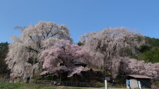 勝間薬師堂のしだれ桜