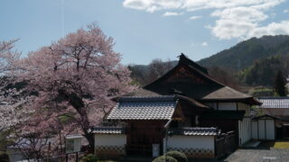 旧小笠原家書院の紅彼岸桜