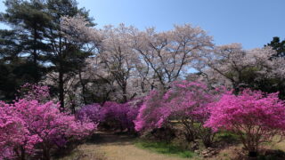 馬見塚公園_桜&ミツバツツジ_トンネル