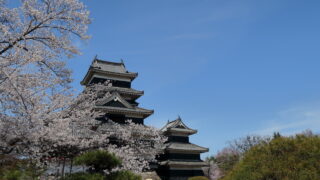 松本城(桜)_天守