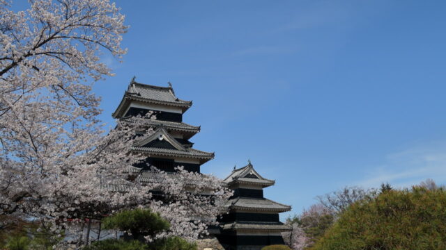 松本城(桜)_天守
