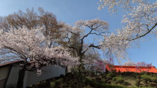 元善光寺の桜_平和殿のしだれ桜