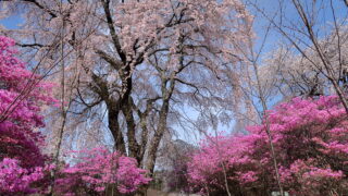 佐倉さまの桜_ミツバツツジ