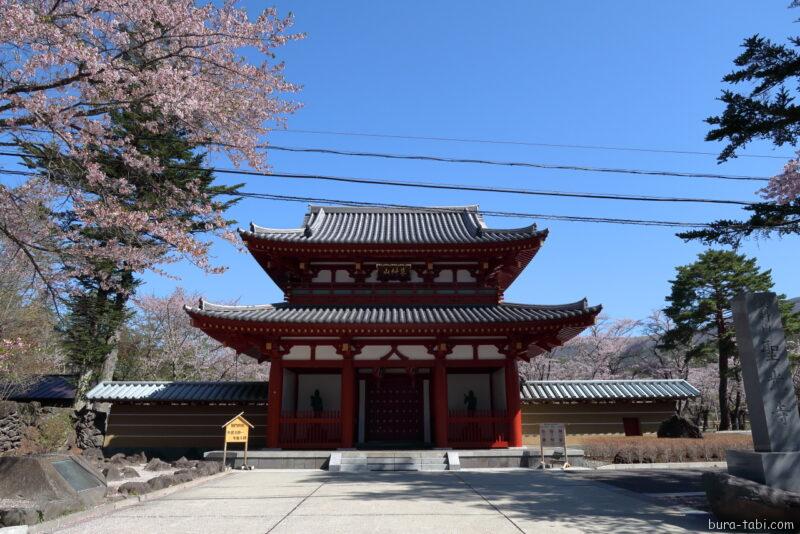 聖光寺の桜_山門