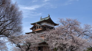 高島城(桜)_天守閣