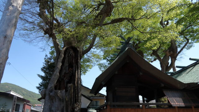 達屋酢蔵神社のケヤキ_巨木