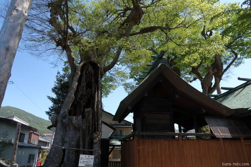 達屋酢蔵神社のケヤキ_巨木