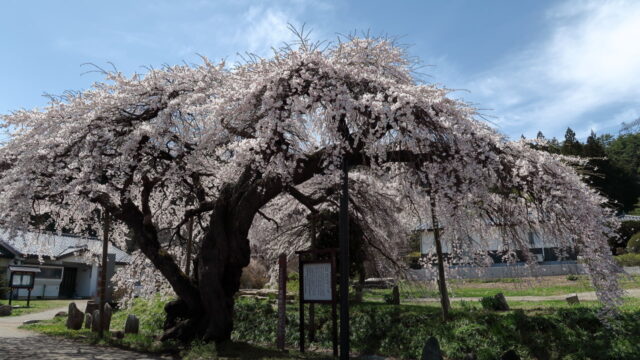 東漸寺のシダレザクラ