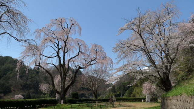 氏乗のシダレザクラ