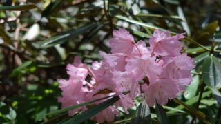 常光寺_しゃくなげ_花びら