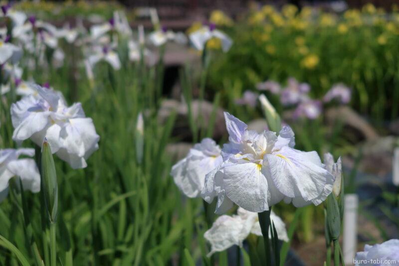 あやめ公園・龍門渕公園（花菖蒲）_千鳥