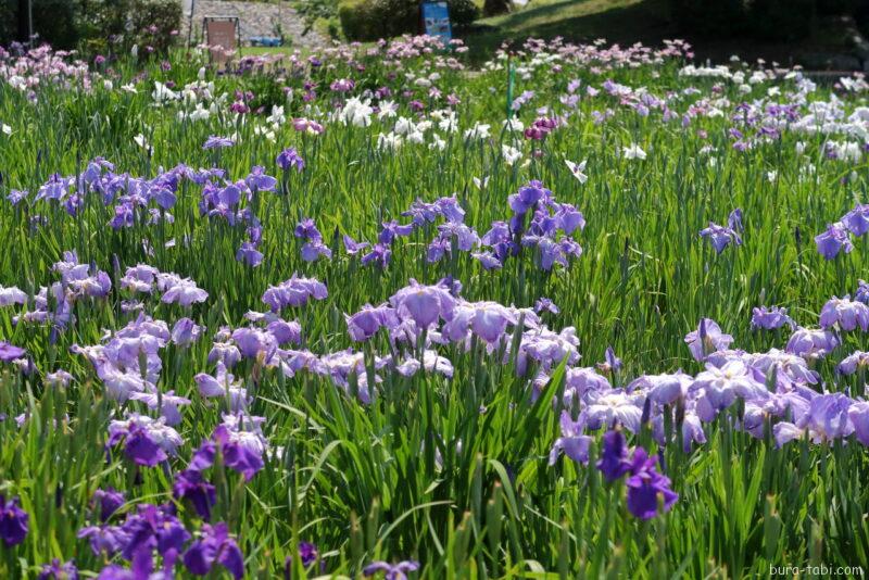 あやめ公園・龍門渕公園（花菖蒲）_花畑