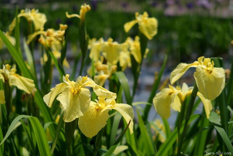 あやめ公園・龍門渕公園（花菖蒲）_黄金