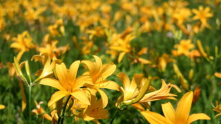 霧ヶ峰高原(ニッコウキスゲ)_富士見台_花びら