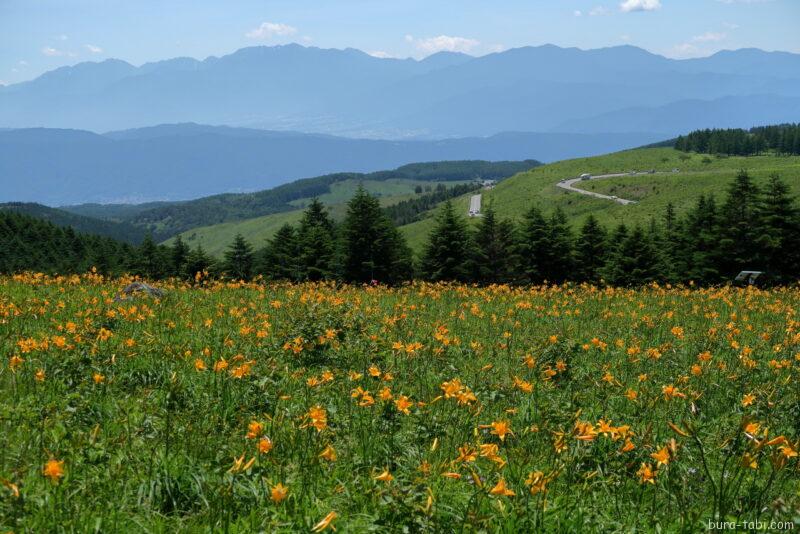 霧ヶ峰高原（ニッコウキスゲ）_車山肩